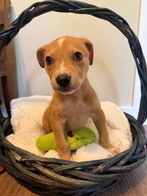Cannoli The Small and Mighty Cutie thumbnail 10
