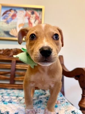 Cannoli The Small and Mighty Cutie thumbnail 8