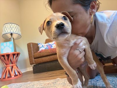 Cannoli The Small and Mighty Cutie thumbnail 5