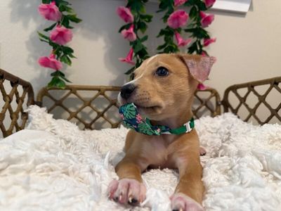 Cannoli The Small and Mighty Cutie thumbnail 3