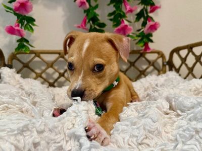Cannoli The Small and Mighty Cutie thumbnail 4