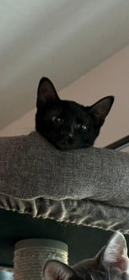 Sasha Noir thumbnail 8