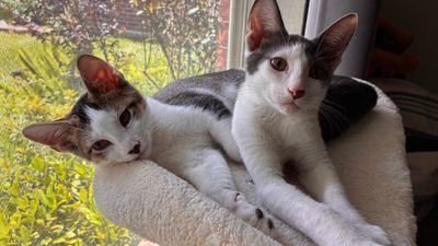 Cole Cozy Curl Up thumbnail 9