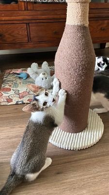 Cole Cozy Curl Up thumbnail 6