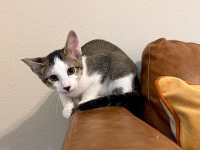 Cole Cozy Curl Up thumbnail 5