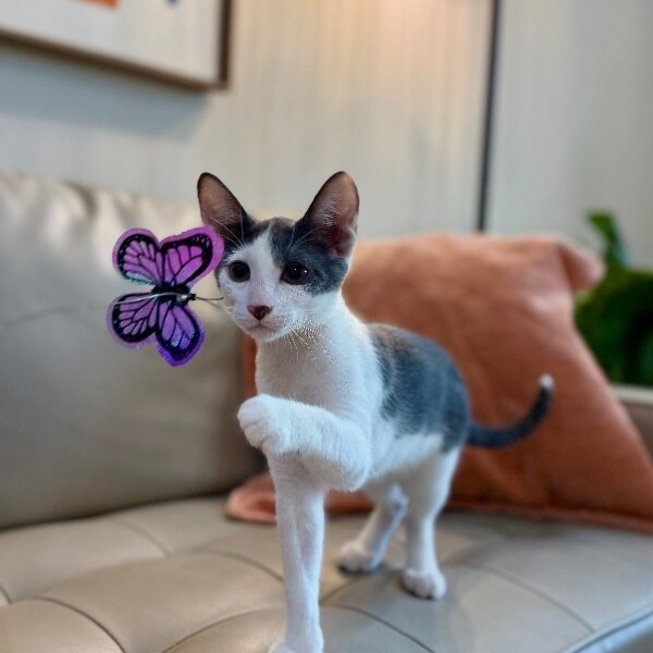 Chase Dash, a Domestic Short Hair cat