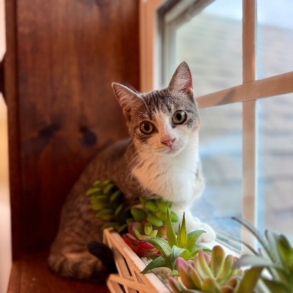 Karli Grace, a Domestic Short Hair cat