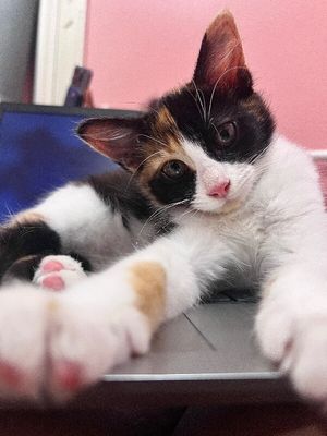 Sugar Faye Calico Sweetie thumbnail 7