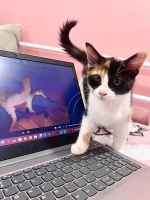 Sugar Faye Calico Sweetie thumbnail 2