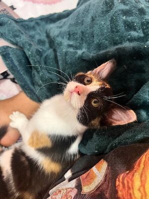 Sugar Faye Calico Sweetie thumbnail 18