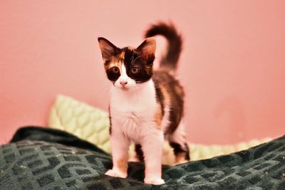 Sugar Faye Calico Sweetie thumbnail 14