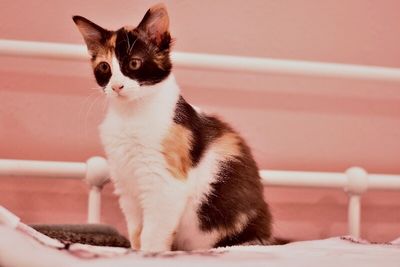 Sugar Faye Calico Sweetie thumbnail 11