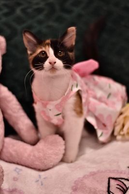 Sugar Faye Calico Sweetie thumbnail 20