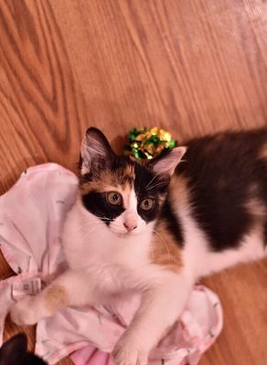 Sugar Faye Calico Sweetie thumbnail 15