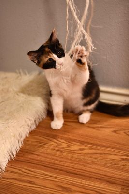 Sugar Faye Calico Sweetie thumbnail 16