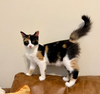 Sugar Faye Calico Sweetie thumbnail 6