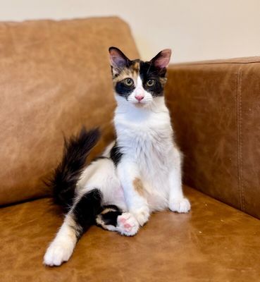 Sugar Faye Calico Sweetie thumbnail 9