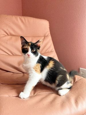 Sugar Faye Calico Sweetie thumbnail 19