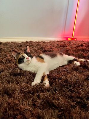 Sugar Faye Calico Sweetie thumbnail 5