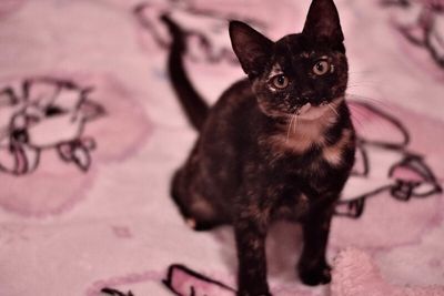 Georgina Faye Sweet Pea thumbnail 16