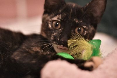 Georgina Faye Sweet Pea thumbnail 10
