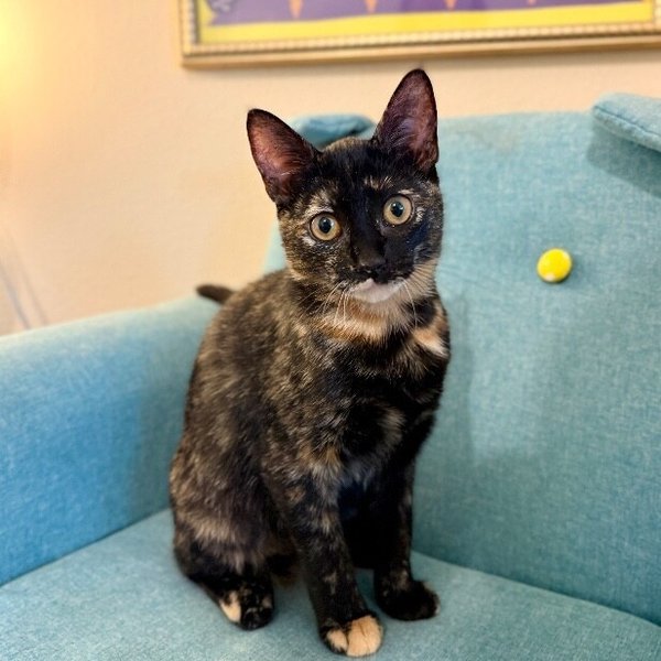 Georgina Faye Sweet Pea, a Tortoiseshell cat