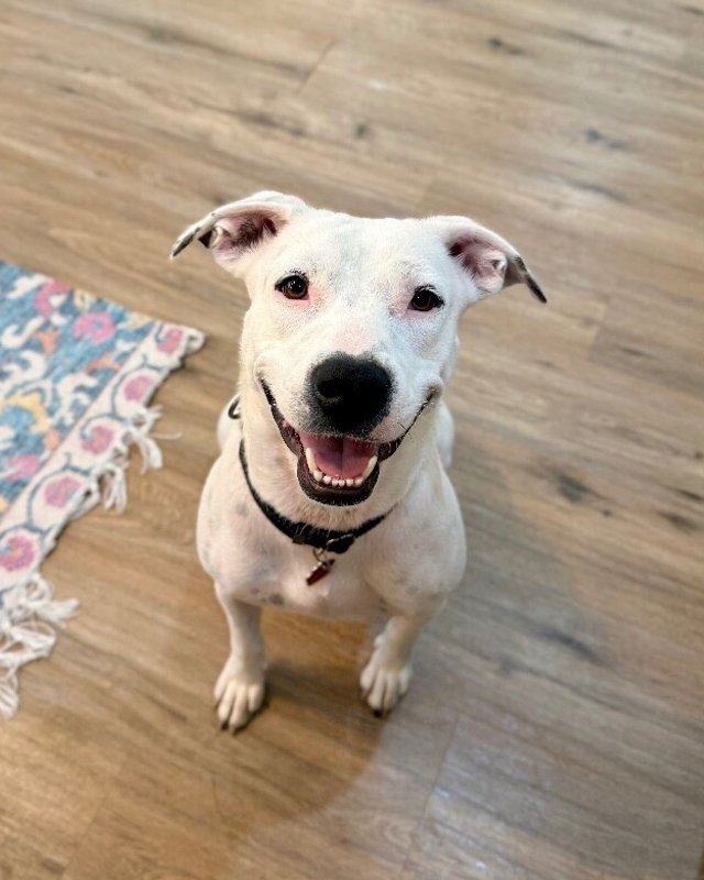Mirabelle Encanto With The Sweet Smile - Photo 1