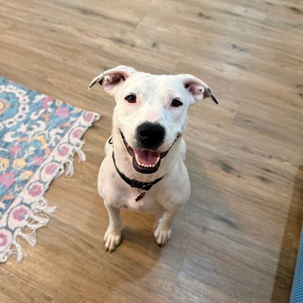 Mirabelle Encanto With The Sweet Smile, a American Pit Bull Terrier dog