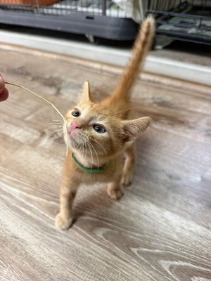 Queso Chip thumbnail 7
