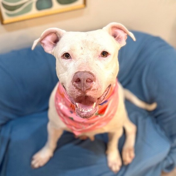 Strawberry Sugar Pop, a American Staffordshire Terrier dog