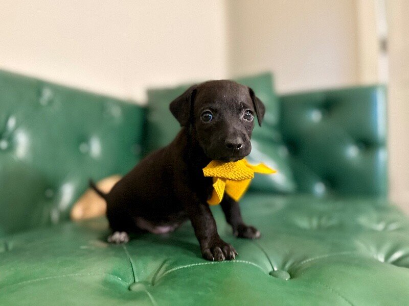 Dalton Dapper Dan Ridgemont - Photo 1