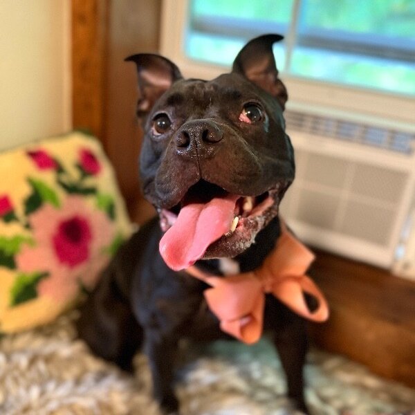 Jellybean Little Ray of Sunshine, a American Bulldog dog