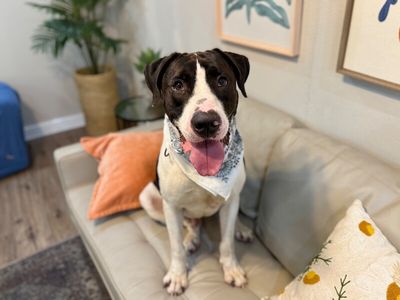 Aspen Papo Goofy Cutie thumbnail 3