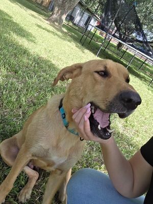 Chickie Nugget The Family Dog thumbnail 11