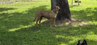 Chickie Nugget The Family Dog thumbnail 13