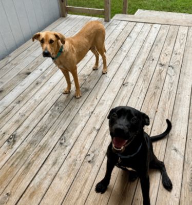 Chickie Nugget The Family Dog thumbnail 15