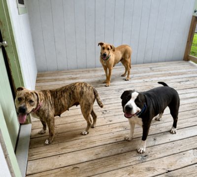 Chickie Nugget The Family Dog thumbnail 2