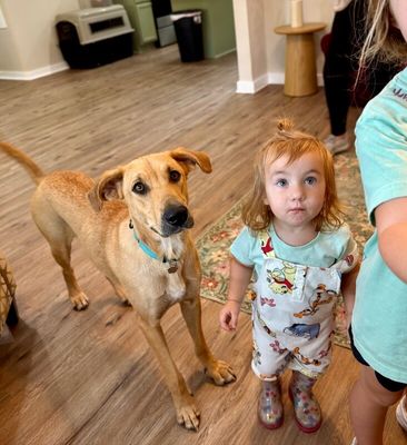 Chickie Nugget The Family Dog thumbnail 7