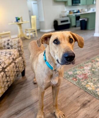 Chickie Nugget The Family Dog thumbnail 17