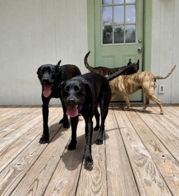 Tessa May Black Lab Beauty thumbnail 11