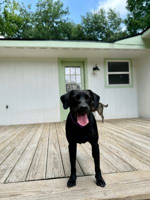 Tessa May Black Lab Beauty thumbnail 6
