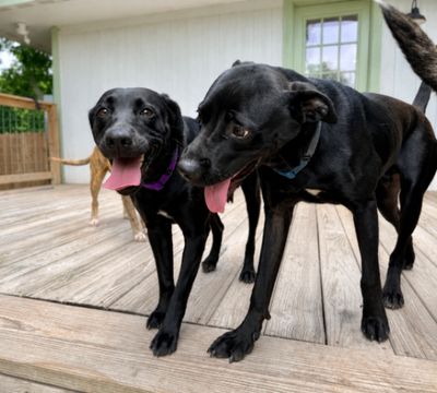 Tessa May Black Lab Beauty thumbnail 8
