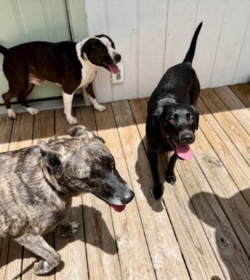 Tessa May Black Lab Beauty thumbnail 2