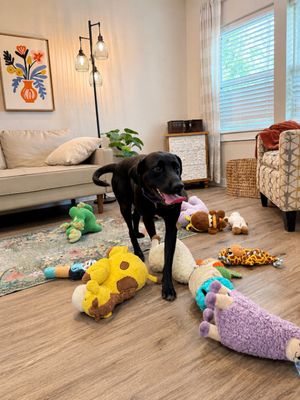 Tessa May Black Lab Beauty thumbnail 9