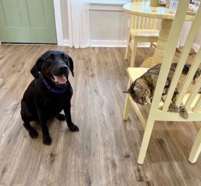 Tessa May Black Lab Beauty thumbnail 4