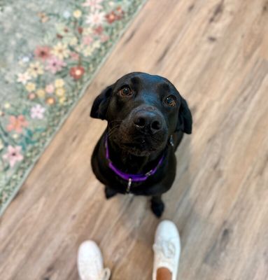 Tessa May Black Lab Beauty thumbnail 18