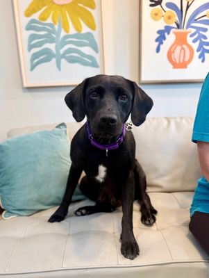 Tessa May Black Lab Beauty thumbnail 14
