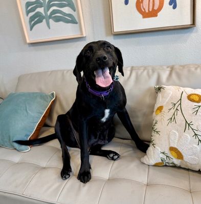 Tessa May Black Lab Beauty thumbnail 17