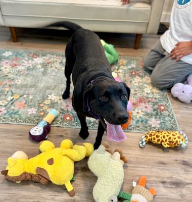 Tessa May Black Lab Beauty thumbnail 16