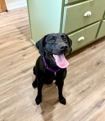 Tessa May Black Lab Beauty thumbnail 7